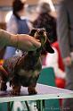 Crufts2011_2 1070